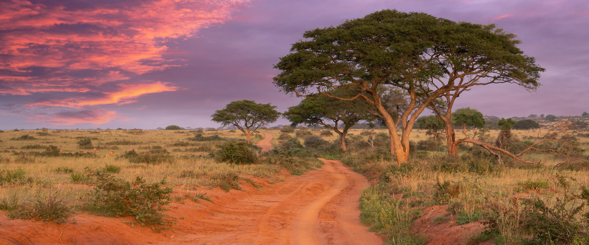 East Africa safari
